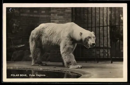 AK Eisbär im Zoo-Gehege