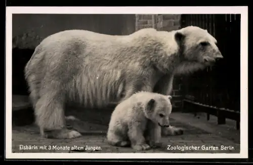AK Berlin, Eisbärin mit 3 Monate altem Jungen im Zoologischen Garten