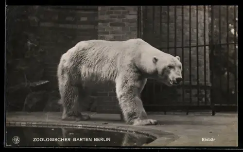 AK Berlin, Zoologischer Garten, Eisbär neben Wasserbecken