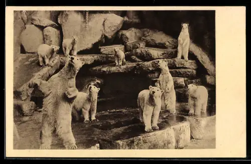 AK Hamburg-Stellingen, Carl Hagenbeck`s Tierpark, Eisbärenschlucht