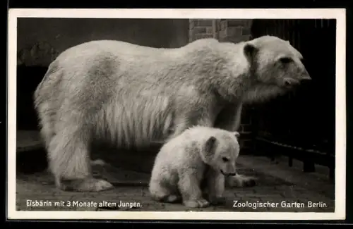 AK Berlin, Eisbärin mit 3 Monate altem Jungen im Zoologischen Garten