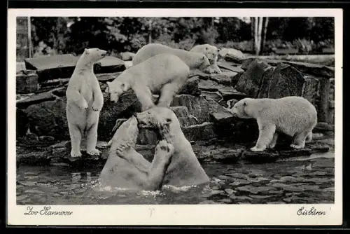 AK Hannover, Zoologischer Garten, Eisbären