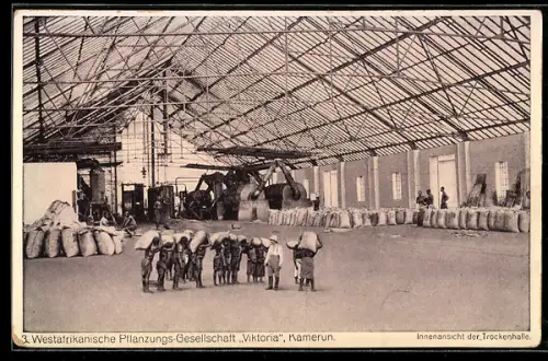 AK Kamerun, Westarfikan. Pflanzungs-Gesellschaft Viktoria, Innenansicht der Trockenhalle