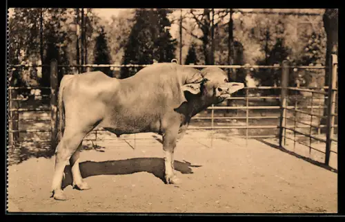 AK Anvers, Jardin Zoologique, Buffle d`Egypte