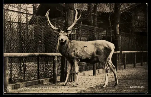 AK Berlin, Zoologischer Garten, Edelhirsch
