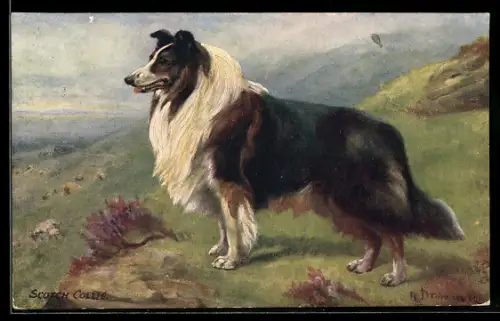 Künstler-AK Scotch Collie auf einer Wiese