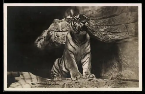 AK Hamburg - Stelling, Ostsibirischer Tiger in Carl Hagenbeck`s Tierpark