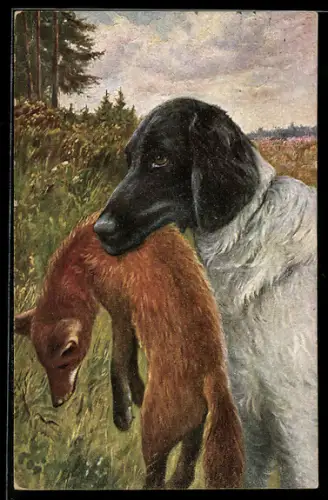 AK Jagdhund mit einem erlegten Fuchs im Maul