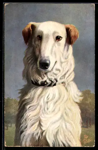 AK Russian Greyhound