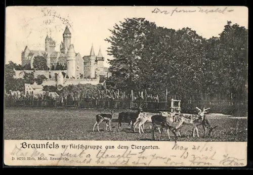 AK Braunfels, Hirschgruppe aus dem Tiergarten