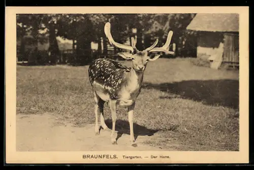 AK Braunfels, Tiergarten, Der Hans