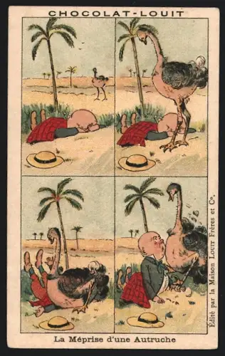 Sammelbild Chocolat Louit, Chocolats & Cacaos, Strauss setzt sich auf die Glatze eines Mannes
