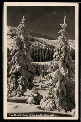 AK Prinz-Heinrich-Baude /Riesengebirge, Berghänge im Schnee