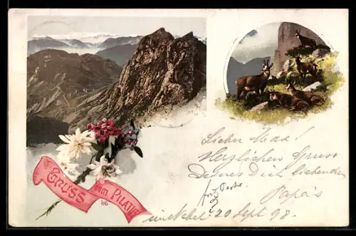 AK Pilatus, Bergansicht mit Gämsen