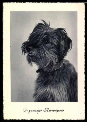 AK Ungarischer Hirtenhund