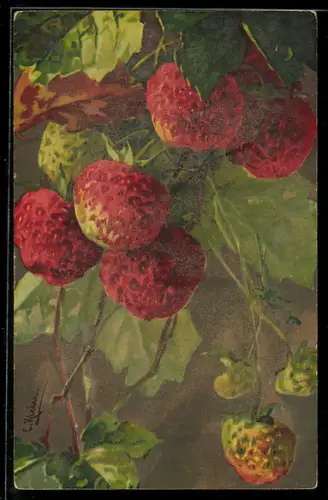 AK Erdbeeren am Ast