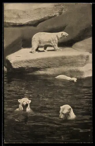 AK Nürnberg, Zoologischer Garten, Eisbären beim Baden
