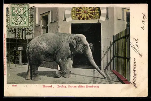 AK Basel, Zoologischer Garten, Elefantendame Miss Kumbuck