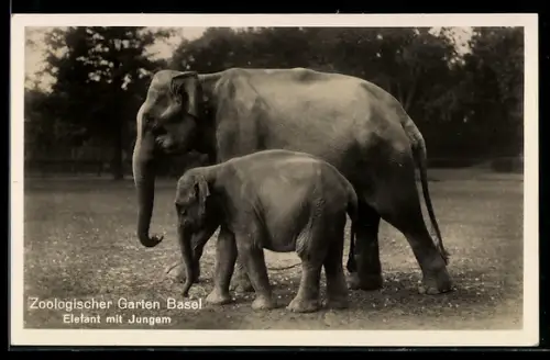 AK Basel, Elefant mit Jungtier im Zoologischen Garten