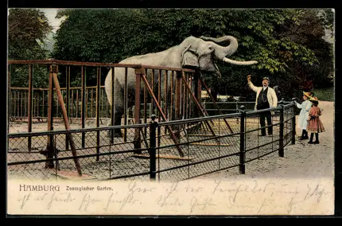 AK Hamburg-St. Pauli, Elefant im Zoologischen Garten