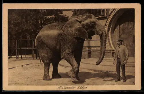 AK Afrikanischer Elefant und Wärter im Zoo