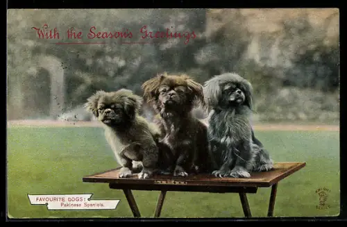 AK Pekinese Spaniels auf einem Tischchen