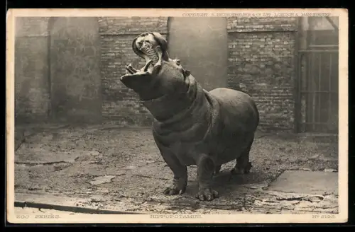 AK Nilpferd mit aufgerissenem Maul in einem Zoo