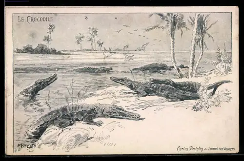 AK Krokodile am Ufer eines Gewässers