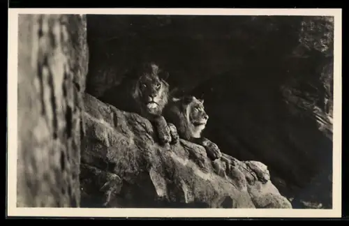 AK Hamburg-Stellingen, Carl Hagenbeck`s Tierpark, Löwen in der Löwenschlucht