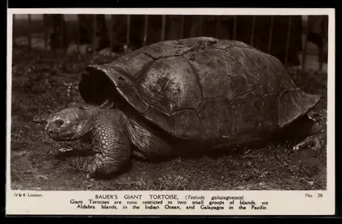 AK Bauer`s Giant Tortoise, Portrait