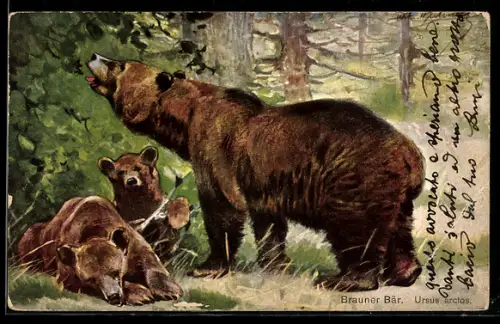 AK Brauner Bär - Ursus aritos