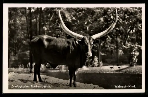 AK Berlin, Zoolog. Garten, Watussi-Rind
