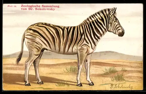 Künstler-AK Bildnis eines Burchell-Zebras