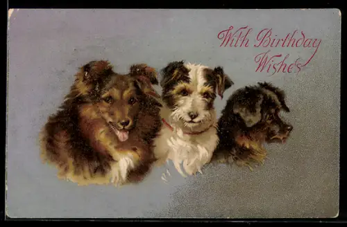 AK Collie mit zwei anderen Hunden
