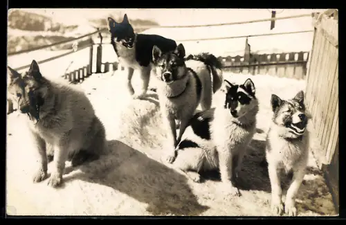 AK Polarhunde der Jungfraubahn, Schlittenhunde