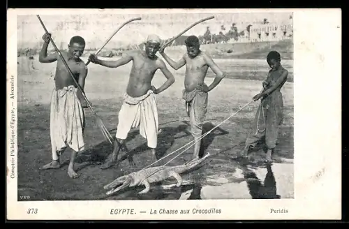 AK Egypte, La Chasse aux Crocodiles, Ägypter stehen mit Knüppeln und Spiess hinter einem mit Seil festgehaltenem Krokodil
