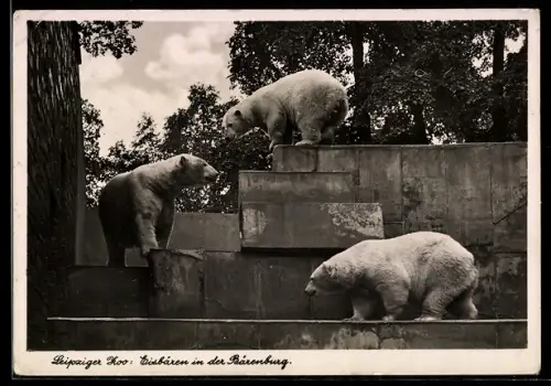 AK Leipzig, Zoo, Eisbären in der Bärenburg