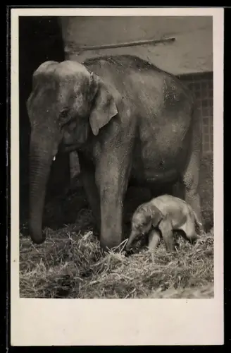AK München, Tierpark Hellabrunn, junger indischer Elefant mit Muttertier