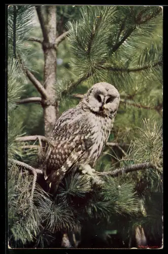 AK Bartkauz auf einem Nadelbaum sitzend