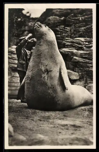 AK Hamburg-Altona-Stellingen, Carl Hagenbeck`s Tierpark, riesiger See-Elefant Goliath
