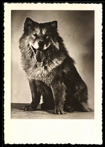 AK Portrait eines Chow-Chow mit heraushängender Zunge