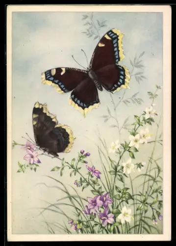AK Schmetterlinge mit schwarz-gelb-blauen Flügeln