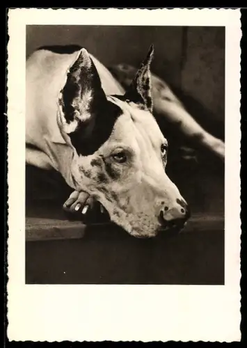 AK Deutsche Dogge, liegend, Der schöne Rassehund