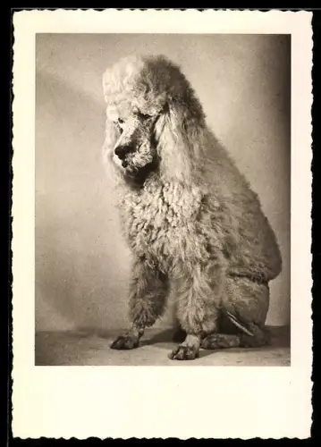 AK Weisser Königspudel, Portrait