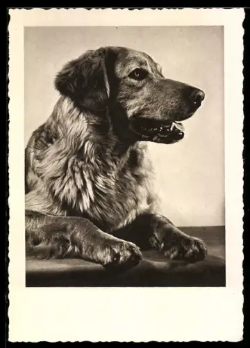 AK Hovawart, Portrait