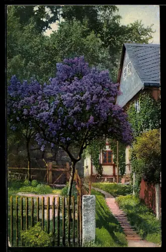 AK Photochromie NR 3997: blühender Baum vor einem Haus
