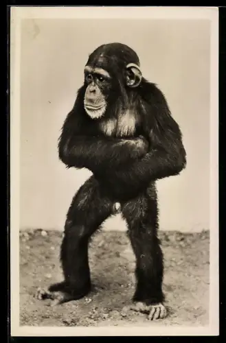 AK Hamburg, Carl Hagenbeck`s Tierpark, Schimpanse