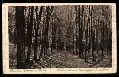 AK Koserow a. Usedom, Ostseebad, Buchenwald am Südhang des Streckelberges
