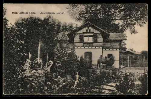 AK Mühlhausen i. Els., Zoologischer Garten, Kamel