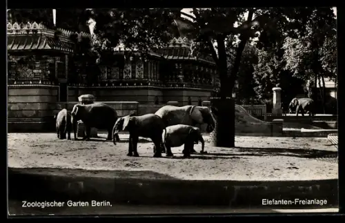 AK Berlin, Elefanten-Freigehege im Zoo